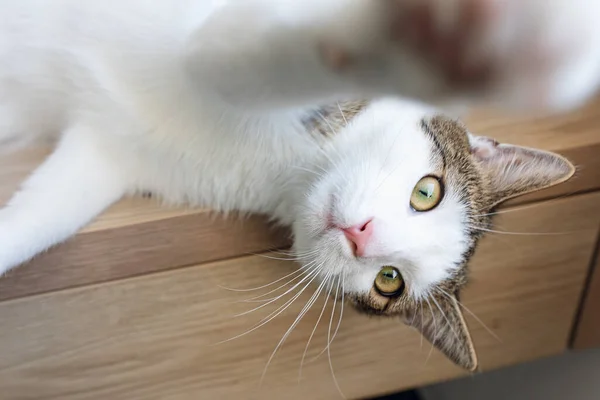 Juguetón gato doméstico acostado en el estante —  Fotos de Stock