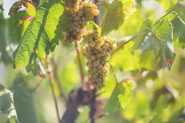 Uvas brancas maduras em vinha. Outono, época da colheita — Fotografia de Stock