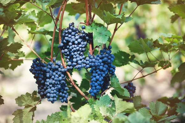 Uvas azuis maduras em vinha. Outono, época da colheita — Fotografia de Stock