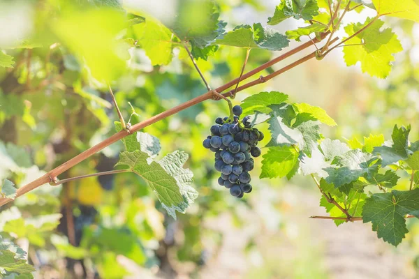 Uvas azuis maduras em vinha. Outono, época da colheita — Fotografia de Stock