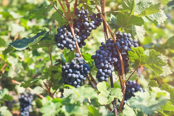 Uvas azuis maduras em vinha. Outono, época da colheita — Fotografia de Stock