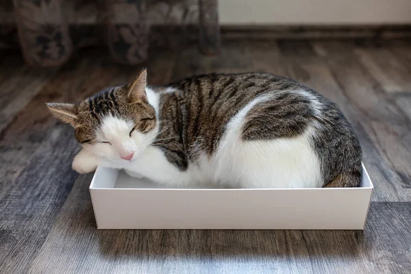 Doméstico joven gato durmiendo en la caja — Foto de Stock