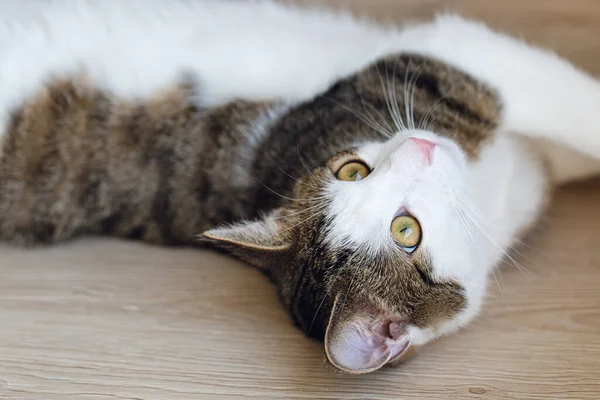 Junge Hauskatze liegt im Regal — Stockfoto