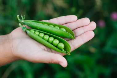 Taze salatalık ve domatesler bir adamın elinde tutulur. Kapat..