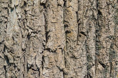 Kusursuz ağaç kabuğu arka planı. Eski ağacın kahverengi kiremit dokusu.