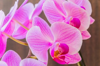 Parlak güzel çiçekler karanlık bir arka plan üzerinde mor orkide.