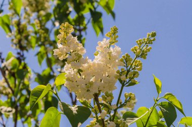 Bir güneşli bahar gününde çiçek leylak