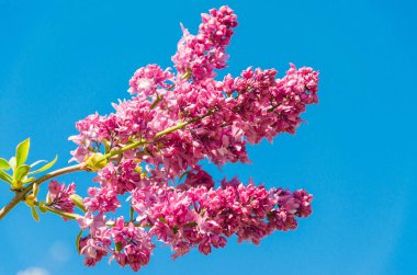 Bir güneşli bahar gününde çiçek leylak