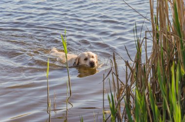Köpek güneşli bir sıcak gün nehir suda yüzen