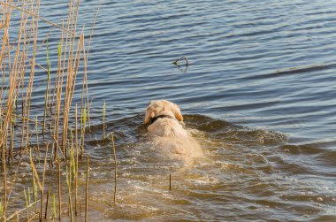 Köpek güneşli bir sıcak gün nehir suda yüzen