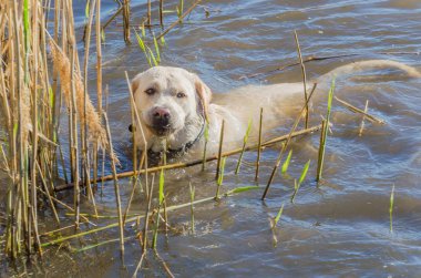 Köpek güneşli bir sıcak gün nehir suda yüzen