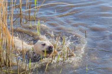 Köpek güneşli bir sıcak gün nehir suda yüzen