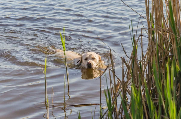 Cane Galleggia Nell Acqua Del Fiume Una Giornata Sole Caldo — Foto Stock