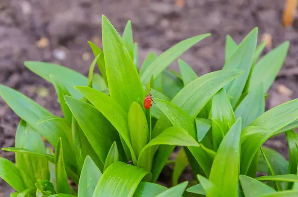 Inseto Vermelho Uma Grama Verde Exuberante — Fotografia de Stock