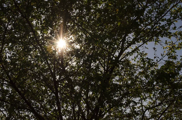 Glowing rays of the summer sun through the branches of a tree