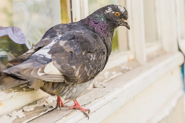 Neugierige Taube Sitzt Einem Sonnigen Sommertag Auf Einem Fensterbrett — Stockfoto