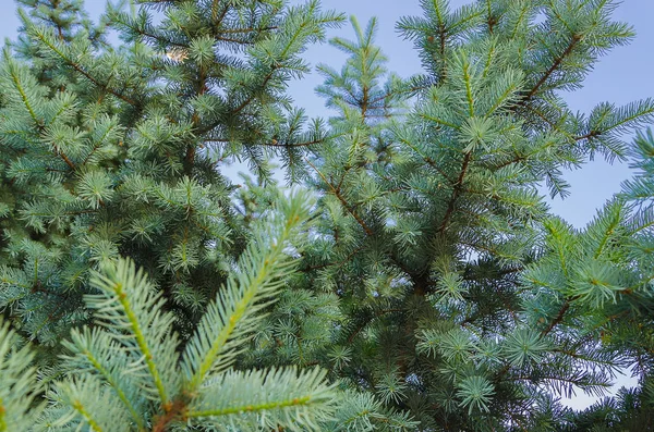 Piękne Zielone Choinki Oddziałów Tle Błękitnego Nieba — Zdjęcie stockowe