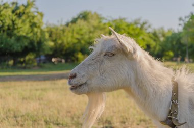 Bir çocuk parkı bir çayır baktılar keçi geldi