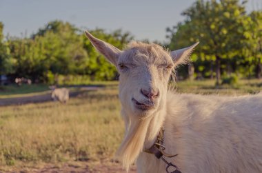 Bir çocuk parkı bir çayır baktılar keçi geldi