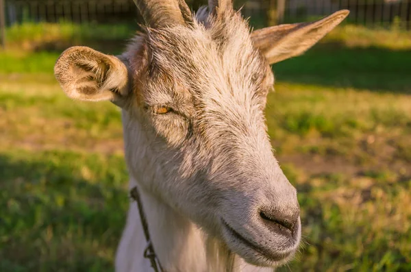 Interested Goat Walks Meadow Children Park — Stock Photo, Image