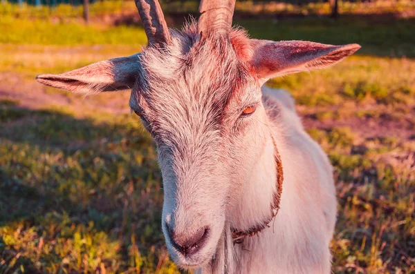 Interested Goat Walks Meadow Children Park — Stock Photo, Image