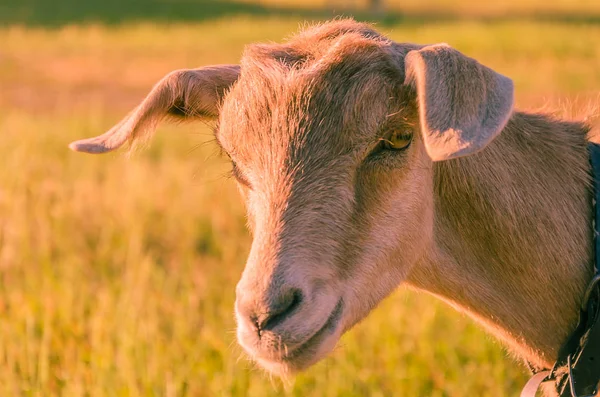 Interested Goat Walks Meadow Children Park — Stock Photo, Image