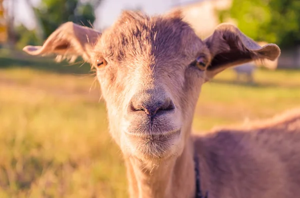 Interested Goat Walks Meadow Children Park — Stock Photo, Image