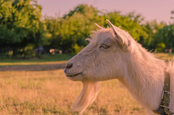 Interested Goat Walks Meadow Children Park — Stock Photo, Image