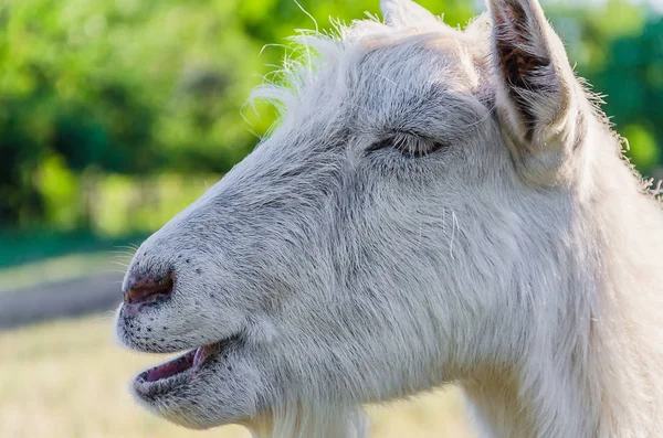 Interested Goat Walks Meadow Children Park — Stock Photo, Image