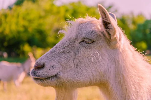 Interested Goat Walks Meadow Children Park — Stock Photo, Image