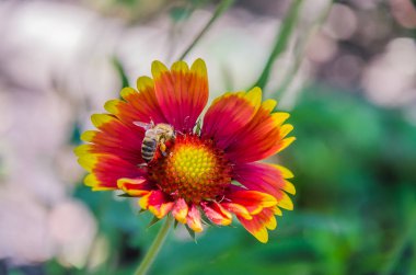 Benim bahçe kır çiçekleri Close-up