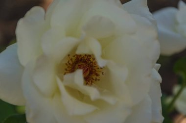 Bahçedeki güller yakın çekim çeşitli