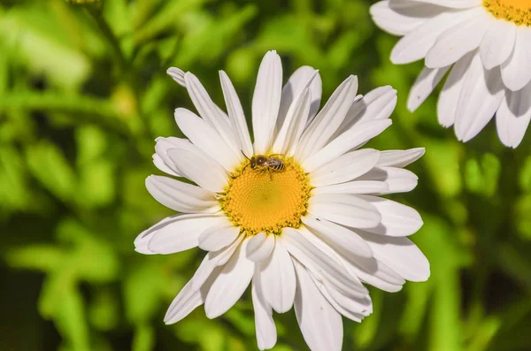 Bir çayır üzerinde yaz güneş ışınları altında büyüleyici papatyalar