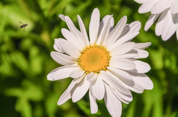 Charming Daisies Rays Summer Sun Meadow — Stock Photo, Image