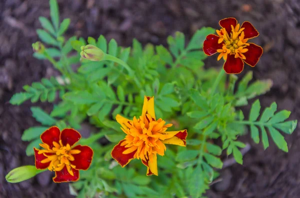 Όμορφα Λουλούδια Της Marigolds Φόντο Πράσινο Φύλλα Τους — Φωτογραφία Αρχείου