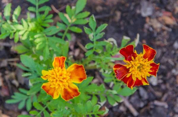 Gyönyörű Virágok Marigolds Háttérben Zöld Levelek — Stock Fotó