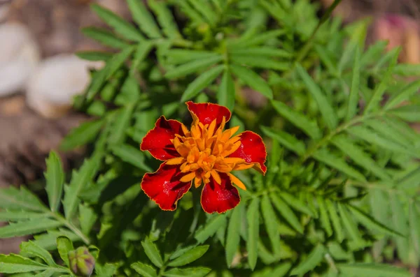 Gyönyörű Virágok Marigolds Háttérben Zöld Levelek — Stock Fotó