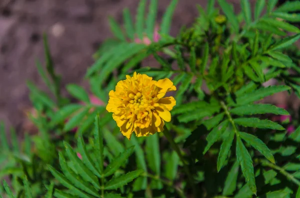 Gyönyörű Virágok Marigolds Háttérben Zöld Levelek — Stock Fotó