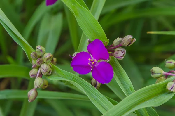 Benim bahçe kır çiçekleri Close-up
