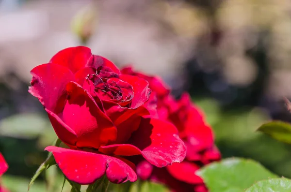 Una Variedad Rosas Primer Plano Jardín —  Fotos de Stock
