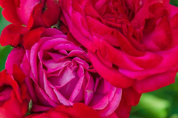 Una Variedad Rosas Primer Plano Jardín —  Fotos de Stock