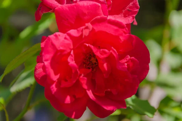 A variety of roses close-up in the garden