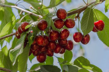 Yaz aylarında hasat önce Olgun kırmızı kiraz üzüm