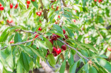 Yaz aylarında hasat önce Olgun kırmızı kiraz üzüm