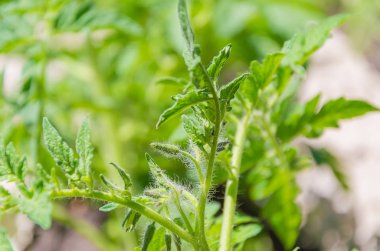 Benim yazlık büyüyen domates parlak sarı çiçek