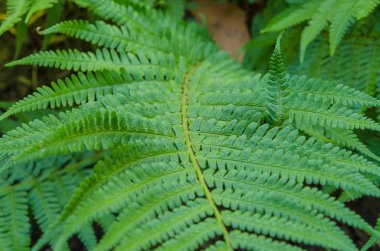 Güzel fern farklı çekim konumlarında bırakır