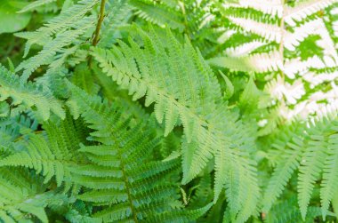 Güzel fern farklı çekim konumlarında bırakır