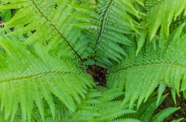 Güzel fern farklı çekim konumlarında bırakır
