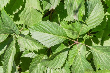 Güzel yaprakları yaz güneşi altında yabani üzüm