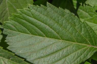Güzel yaprakları yaz güneşi altında yabani üzüm